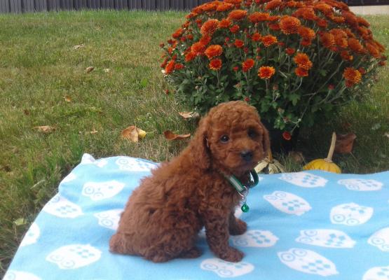 Dark red toy outlet poodle puppies for sale